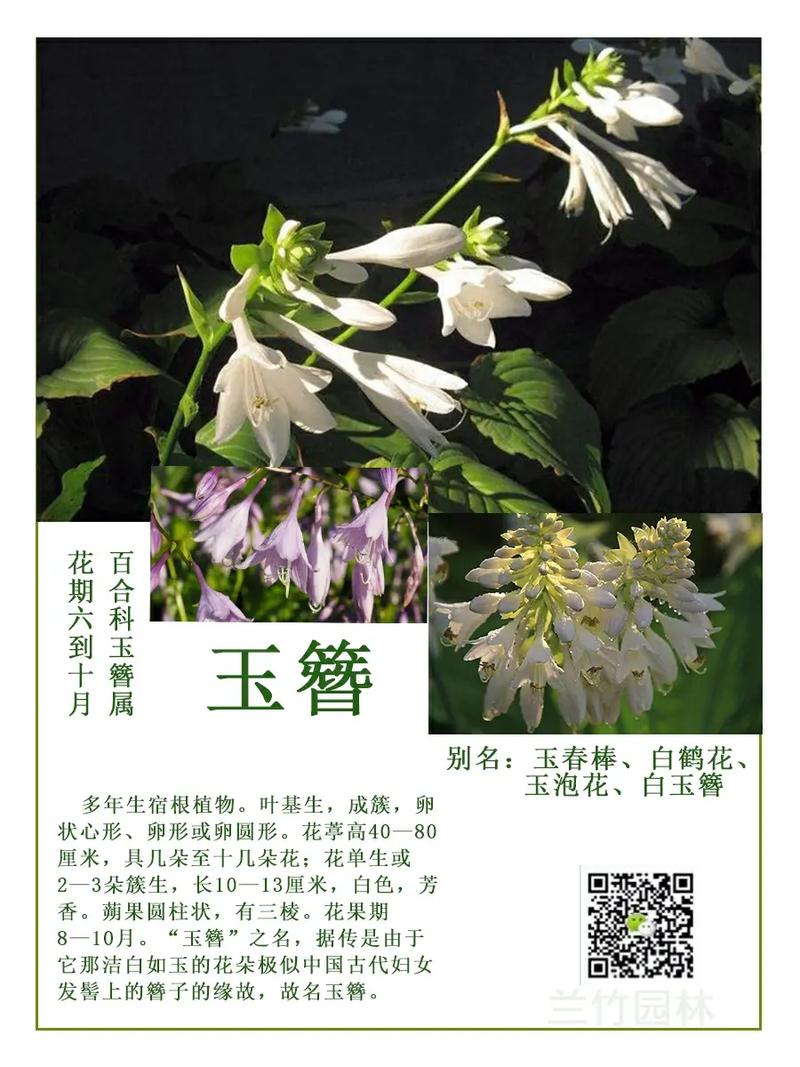 玉簪花怎么繁殖(玉簪花繁殖快吗)-第7张图片-多多自然网 玉簪花怎么繁殖(玉簪花繁殖快吗)-第7张图片-多多自然网
