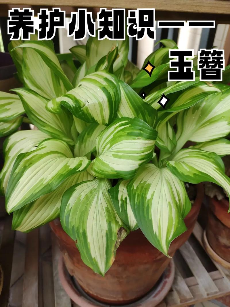 玉簪花怎么繁殖(玉簪花繁殖快吗)-第6张图片-多多自然网 玉簪花怎么繁殖(玉簪花繁殖快吗)-第6张图片-多多自然网