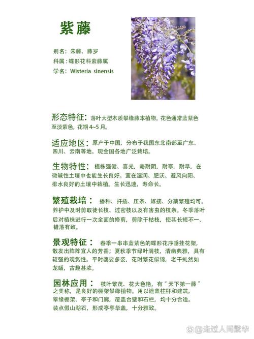 冬季花枯萎了花藤怎么修剪(冬季花枯萎了花藤怎么修剪好)-第5张图片-多多自然网 冬季花枯萎了花藤怎么修剪(冬季花枯萎了花藤怎么修剪好)-第5张图片-多多自然网
