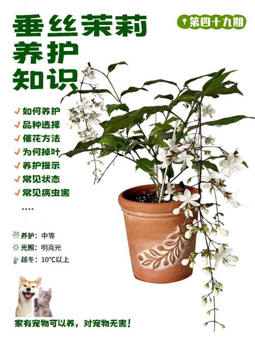 茉莉花怎么养(茉莉花怎么养才能开花不断)-第4张图片-多多自然网 茉莉花怎么养(茉莉花怎么养才能开花不断)-第4张图片-多多自然网