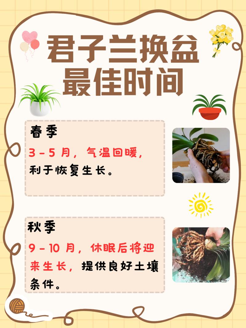 君子兰什么时候换土好(君子兰什么时候换土合适)-第1张图片-多多自然网 君子兰什么时候换土好(君子兰什么时候换土合适)-第1张图片-多多自然网