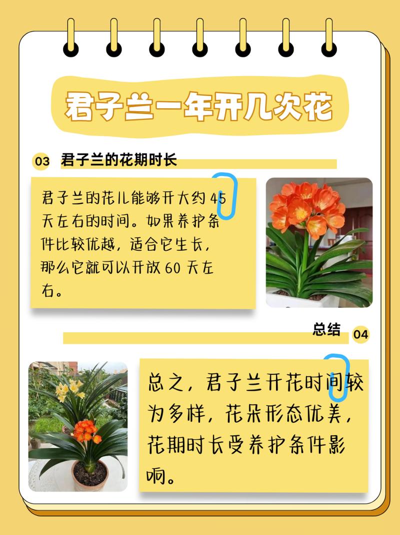 君子兰什么时候换土好(君子兰什么时候换土合适)-第2张图片-多多自然网 君子兰什么时候换土好(君子兰什么时候换土合适)-第2张图片-多多自然网