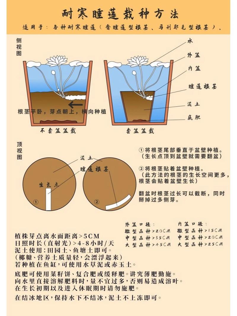 睡莲的种植方法(迷你睡莲的种植方法)-第2张图片-多多自然网 睡莲的种植方法(迷你睡莲的种植方法)-第2张图片-多多自然网