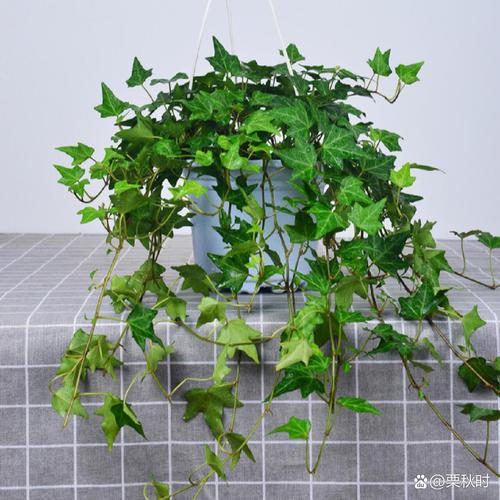 常春藤夏天怎么养(常春藤夏天怎么养才好)-第2张图片-多多自然网 常春藤夏天怎么养(常春藤夏天怎么养才好)-第2张图片-多多自然网