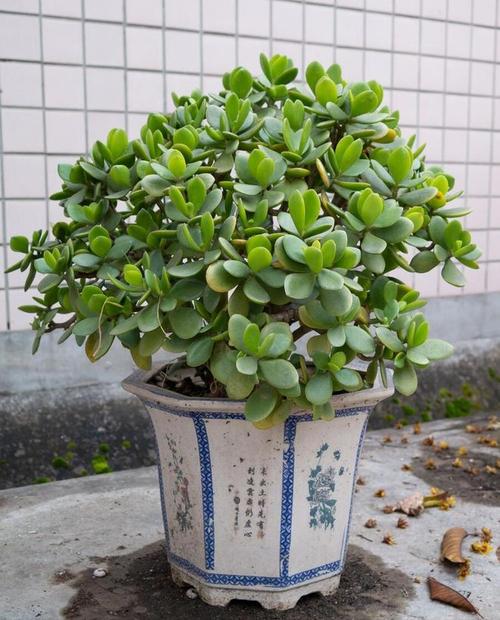 燕子掌怎么养(燕子掌怎么养才开花)-第3张图片-多多自然网 燕子掌怎么养(燕子掌怎么养才开花)-第3张图片-多多自然网