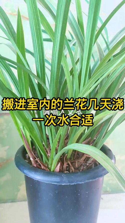 兰花出芽期怎么管理(兰花出花芽到开花要多久)-第2张图片-多多自然网 兰花出芽期怎么管理(兰花出花芽到开花要多久)-第2张图片-多多自然网
