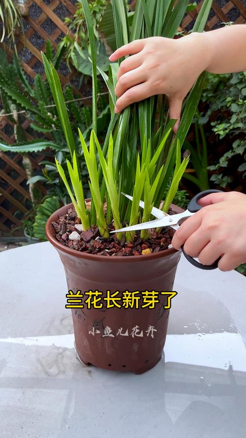 兰花出芽期怎么管理(兰花出花芽到开花要多久)-第3张图片-多多自然网 兰花出芽期怎么管理(兰花出花芽到开花要多久)-第3张图片-多多自然网