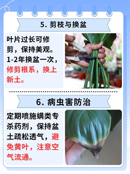 白掌施肥施什么肥料(白掌施肥施什么肥料好呢)-第5张图片-多多自然网 白掌施肥施什么肥料(白掌施肥施什么肥料好呢)-第5张图片-多多自然网
