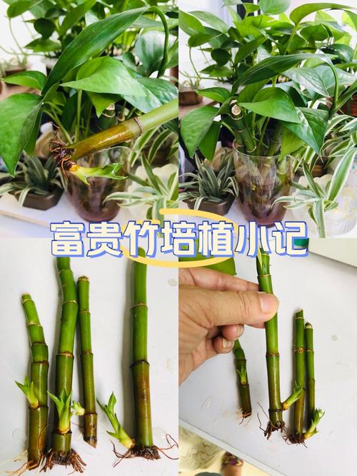 富贵竹侧芽移植方法(富贵竹根部发出的侧芽,栽培视频)-第3张图片-多多自然网 富贵竹侧芽移植方法(富贵竹根部发出的侧芽,栽培视频)-第3张图片-多多自然网