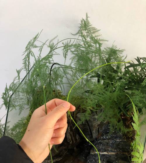 富贵竹侧芽移植方法(富贵竹根部发出的侧芽,栽培视频)-第4张图片-多多自然网 富贵竹侧芽移植方法(富贵竹根部发出的侧芽,栽培视频)-第4张图片-多多自然网