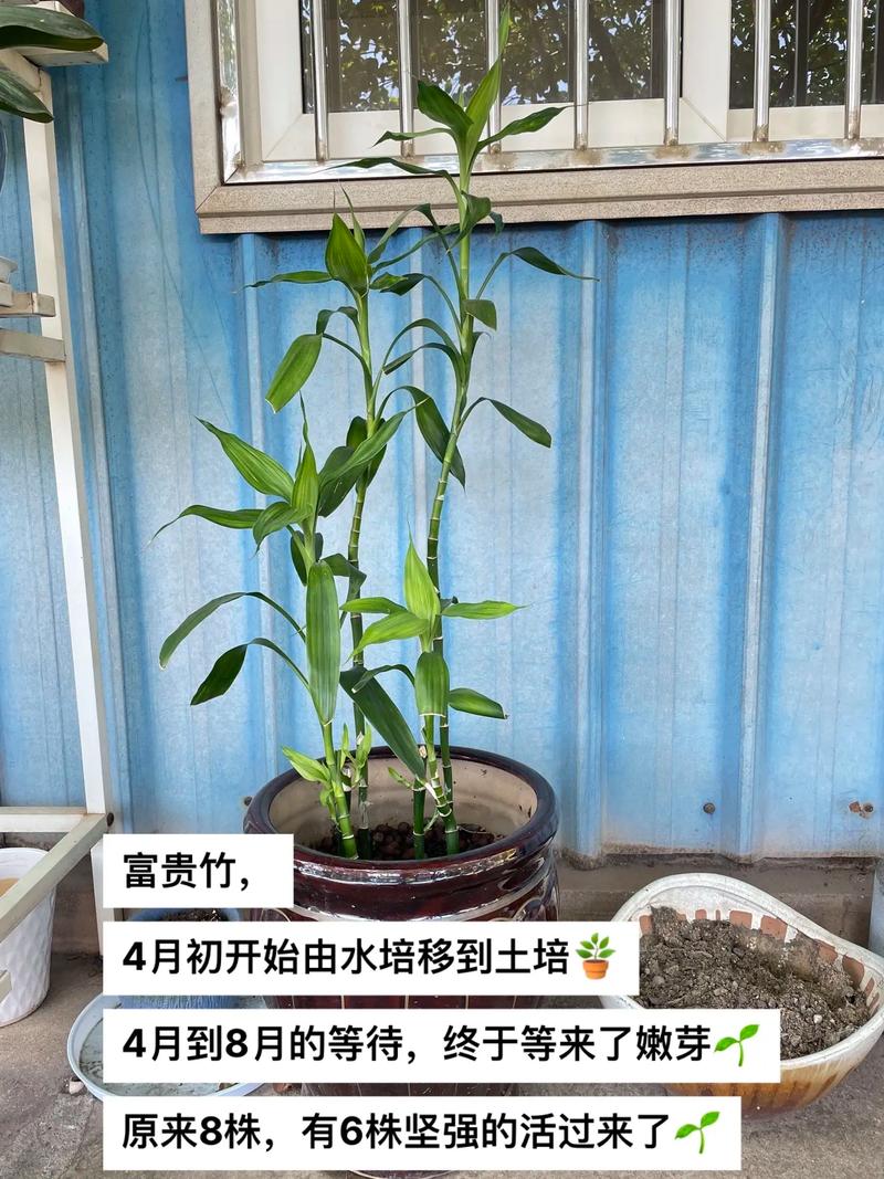 富贵竹侧芽移植方法(富贵竹根部发出的侧芽,栽培视频)-第8张图片-多多自然网 富贵竹侧芽移植方法(富贵竹根部发出的侧芽,栽培视频)-第8张图片-多多自然网