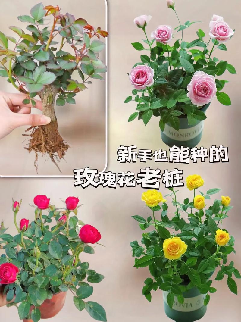 路易〖Fourteen〗、玫瑰怎么种植(路易〖Fourteen〗、玫瑰好养活吗)-第3张图片-多多自然网 路易〖Fourteen〗、玫瑰怎么种植(路易〖Fourteen〗、玫瑰好养活吗)-第3张图片-多多自然网
