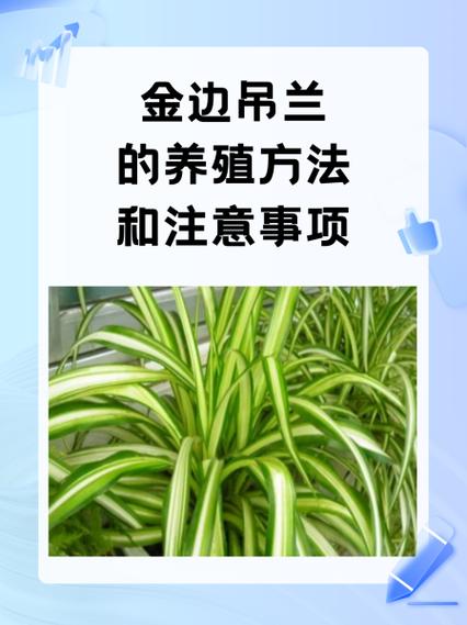 吊兰怎么养才长得粗壮(吊兰怎么养才长得粗壮呢)-第2张图片-多多自然网 吊兰怎么养才长得粗壮(吊兰怎么养才长得粗壮呢)-第2张图片-多多自然网