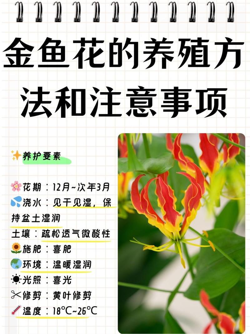 吊兰怎么养才长得粗壮(吊兰怎么养才长得粗壮呢)-第7张图片-多多自然网 吊兰怎么养才长得粗壮(吊兰怎么养才长得粗壮呢)-第7张图片-多多自然网