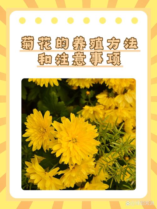 永生菊的种植方法(永生菊怎么种)-第2张图片-多多自然网 永生菊的种植方法(永生菊怎么种)-第2张图片-多多自然网