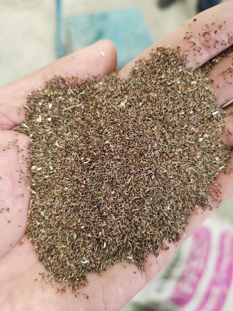 永生菊的种植方法(永生菊怎么种)-第3张图片-多多自然网 永生菊的种植方法(永生菊怎么种)-第3张图片-多多自然网