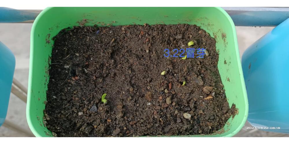 永生菊的种植方法(永生菊怎么种)-第5张图片-多多自然网 永生菊的种植方法(永生菊怎么种)-第5张图片-多多自然网
