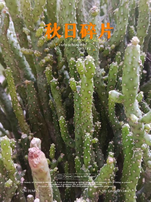 珊瑚树多肉怎么养(珊瑚树多肉怎么养好看)-第5张图片-多多自然网 珊瑚树多肉怎么养(珊瑚树多肉怎么养好看)-第5张图片-多多自然网
