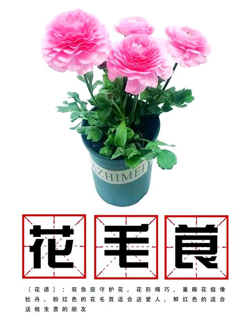 花毛莨怎么养(花毛莨怎么养才能开花)-第2张图片-多多自然网 花毛莨怎么养(花毛莨怎么养才能开花)-第2张图片-多多自然网