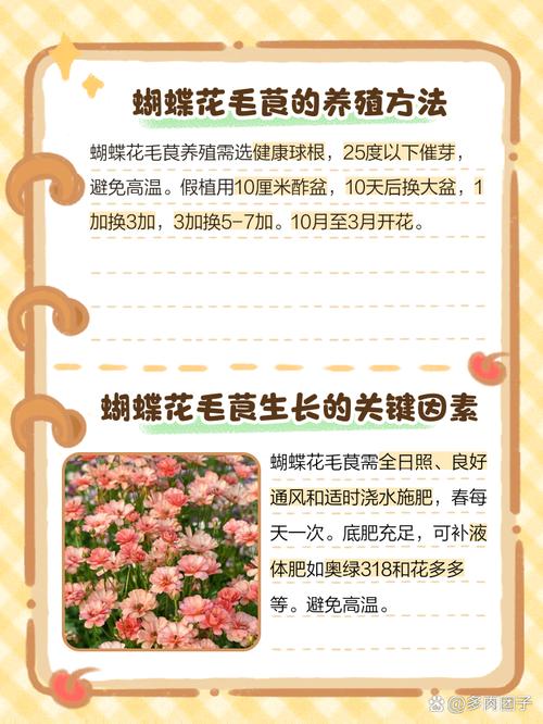 花毛莨怎么养(花毛莨怎么养才能开花)-第5张图片-多多自然网 花毛莨怎么养(花毛莨怎么养才能开花)-第5张图片-多多自然网