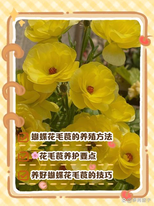 花毛莨怎么养(花毛莨怎么养才能开花)-第8张图片-多多自然网 花毛莨怎么养(花毛莨怎么养才能开花)-第8张图片-多多自然网