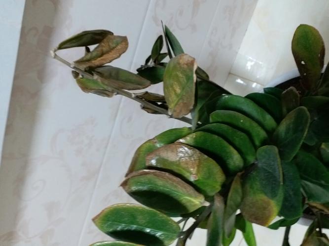 钱串叶子蔫了怎么办(钱串叶片干了怎么办)-第1张图片-多多自然网 钱串叶子蔫了怎么办(钱串叶片干了怎么办)-第1张图片-多多自然网