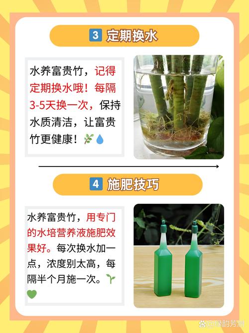 富贵竹怎么施肥(富贵竹比较好的肥料)-第3张图片-多多自然网 富贵竹怎么施肥(富贵竹比较好的肥料)-第3张图片-多多自然网
