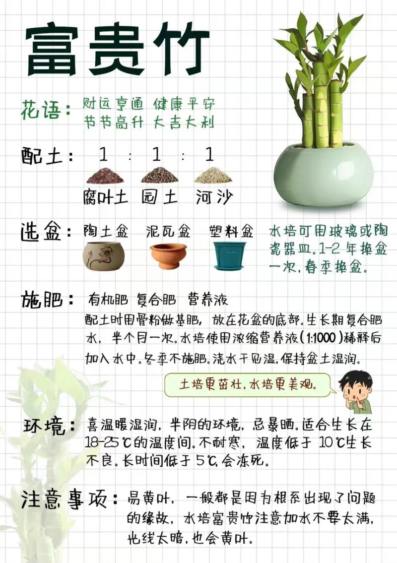 富贵竹怎么施肥(富贵竹比较好的肥料)-第4张图片-多多自然网 富贵竹怎么施肥(富贵竹比较好的肥料)-第4张图片-多多自然网