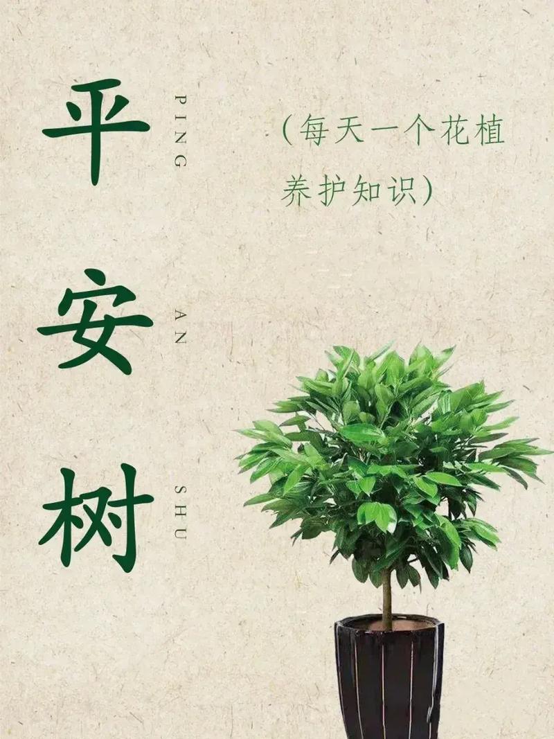 平安树怎么养才好(平安树怎么养家庭养法)-第1张图片-多多自然网 平安树怎么养才好(平安树怎么养家庭养法)-第1张图片-多多自然网