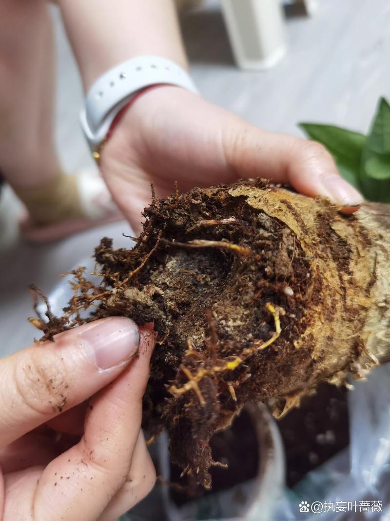 招财树根烂了怎么处理(招财树根烂了怎么处理视频)-第2张图片-多多自然网 招财树根烂了怎么处理(招财树根烂了怎么处理视频)-第2张图片-多多自然网