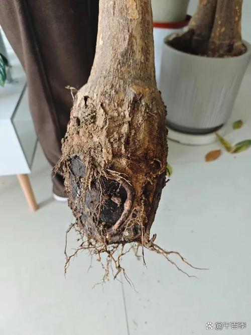 招财树根烂了怎么处理(招财树根烂了怎么处理视频)-第3张图片-多多自然网 招财树根烂了怎么处理(招财树根烂了怎么处理视频)-第3张图片-多多自然网