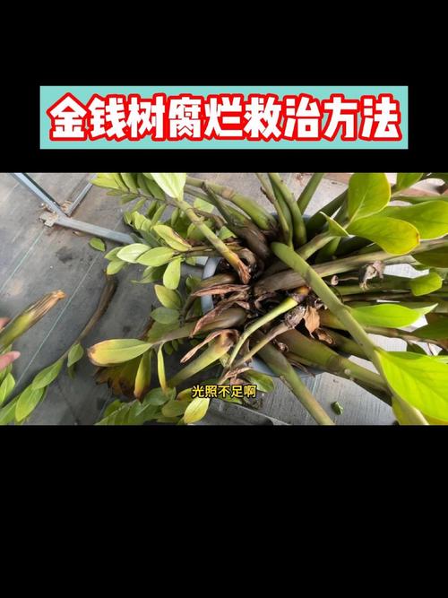 招财树根烂了怎么处理(招财树根烂了怎么处理视频)-第4张图片-多多自然网 招财树根烂了怎么处理(招财树根烂了怎么处理视频)-第4张图片-多多自然网