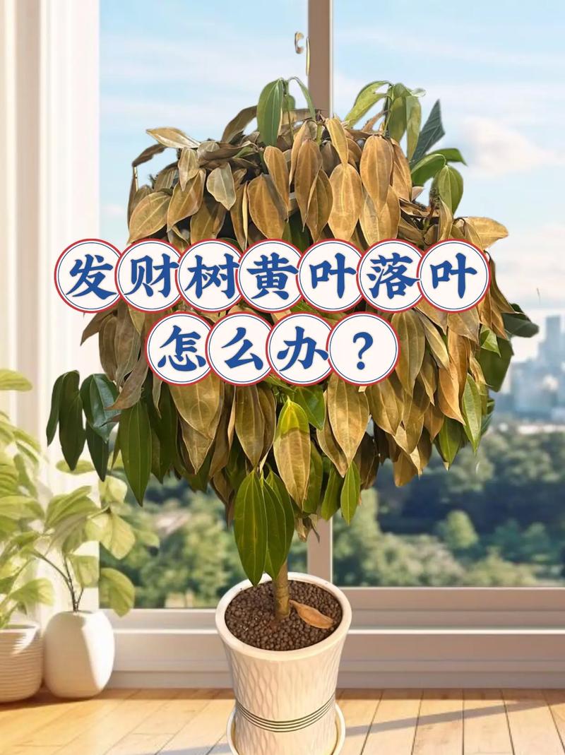 招财树根烂了怎么处理(招财树根烂了怎么处理视频)-第6张图片-多多自然网 招财树根烂了怎么处理(招财树根烂了怎么处理视频)-第6张图片-多多自然网