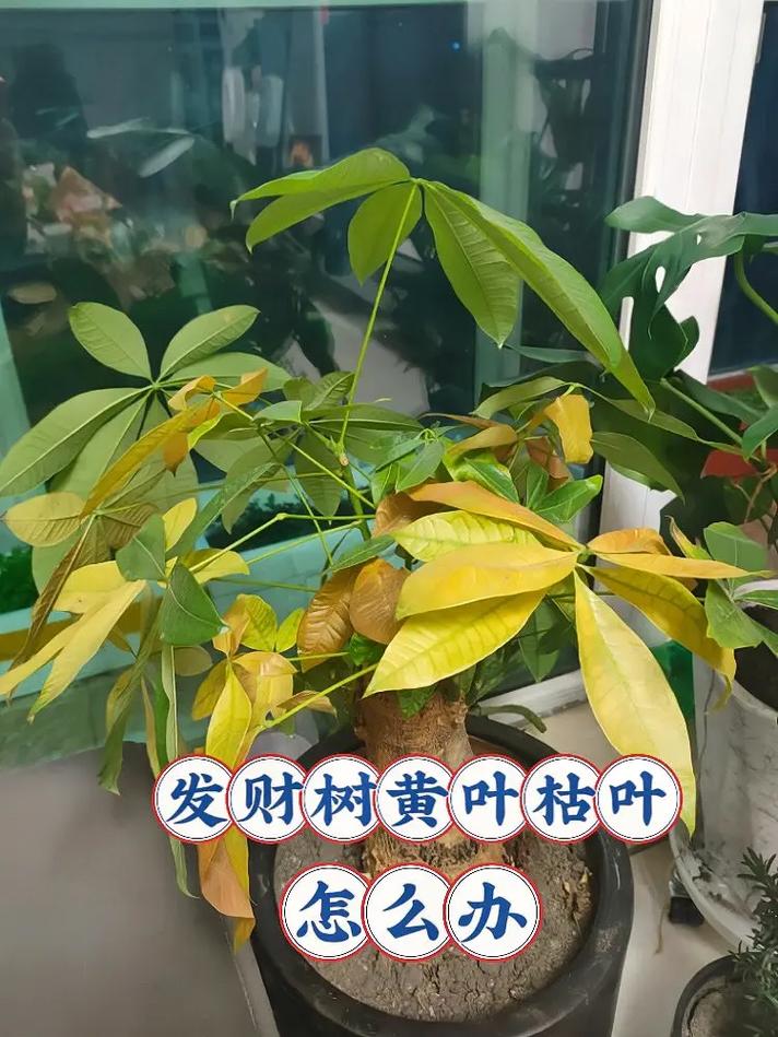 招财树根烂了怎么处理(招财树根烂了怎么处理视频)-第7张图片-多多自然网 招财树根烂了怎么处理(招财树根烂了怎么处理视频)-第7张图片-多多自然网