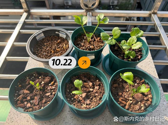 花毛茛种球几天发芽(花毛茛种球多久开花)-第1张图片-多多自然网 花毛茛种球几天发芽(花毛茛种球多久开花)-第1张图片-多多自然网