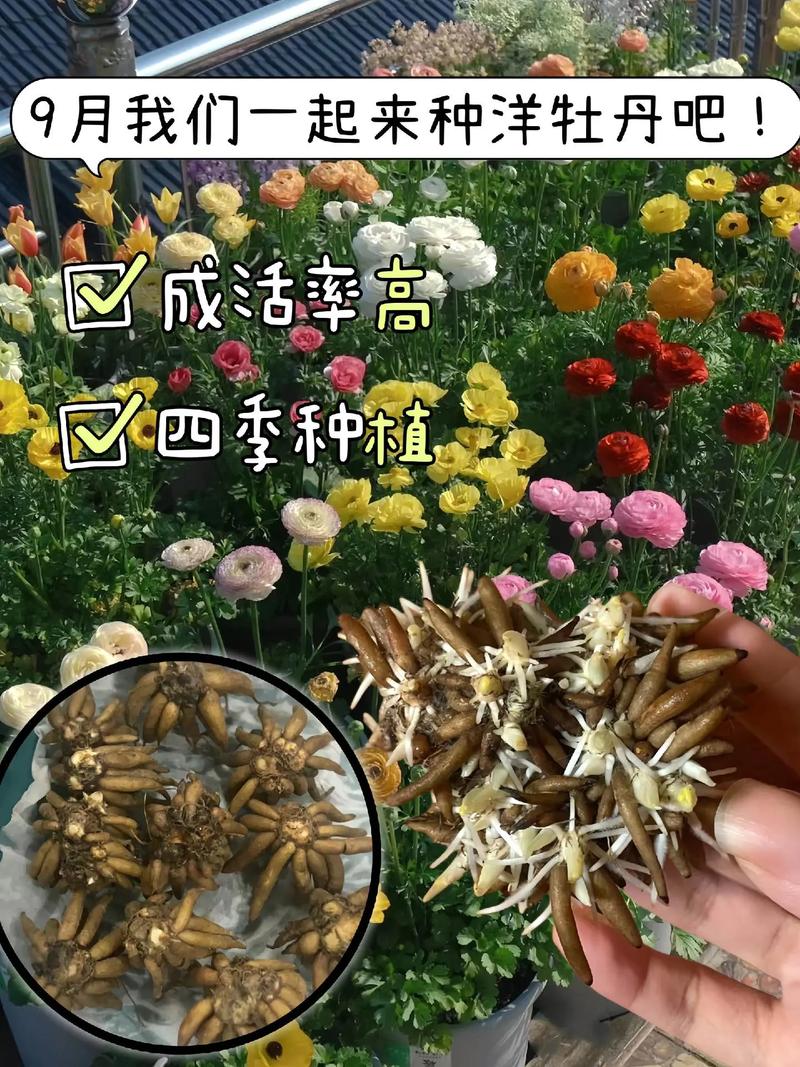 花毛茛种球几天发芽(花毛茛种球多久开花)-第2张图片-多多自然网 花毛茛种球几天发芽(花毛茛种球多久开花)-第2张图片-多多自然网