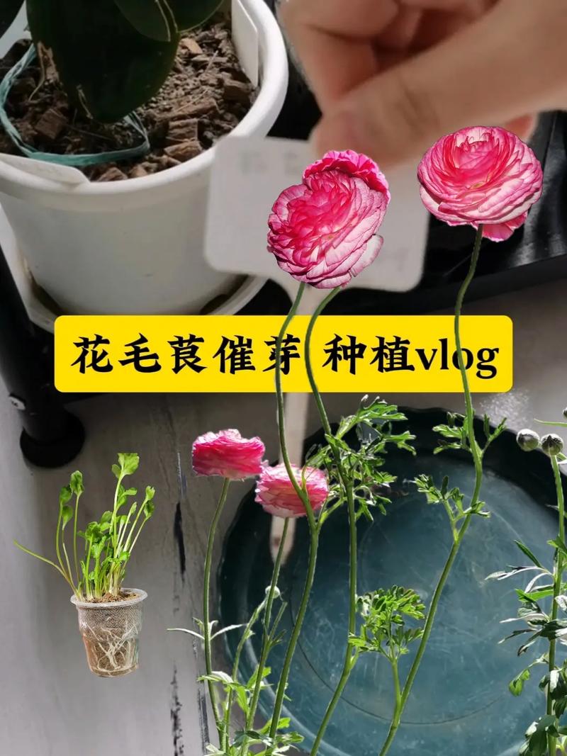 花毛茛种球几天发芽(花毛茛种球多久开花)-第3张图片-多多自然网 花毛茛种球几天发芽(花毛茛种球多久开花)-第3张图片-多多自然网