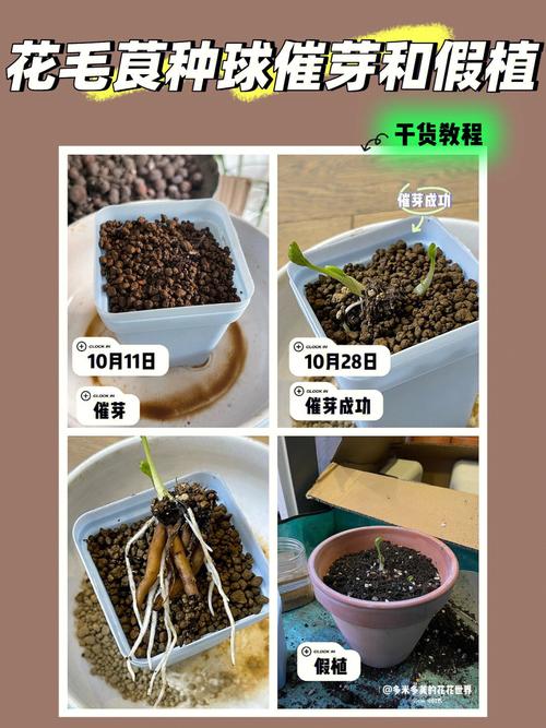 花毛茛种球几天发芽(花毛茛种球多久开花)-第4张图片-多多自然网 花毛茛种球几天发芽(花毛茛种球多久开花)-第4张图片-多多自然网
