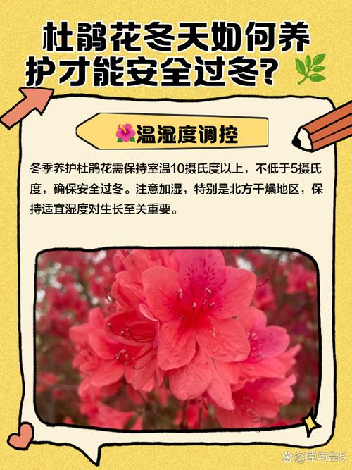 杜鹃花冬天怎么养(杜鹃花冬天怎么养要注意什么)-第1张图片-多多自然网 杜鹃花冬天怎么养(杜鹃花冬天怎么养要注意什么)-第1张图片-多多自然网