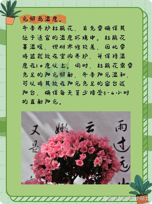 杜鹃花冬天怎么养(杜鹃花冬天怎么养要注意什么)-第2张图片-多多自然网 杜鹃花冬天怎么养(杜鹃花冬天怎么养要注意什么)-第2张图片-多多自然网