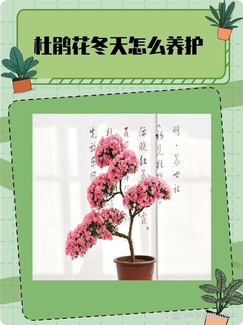 杜鹃花冬天怎么养(杜鹃花冬天怎么养要注意什么)-第5张图片-多多自然网 杜鹃花冬天怎么养(杜鹃花冬天怎么养要注意什么)-第5张图片-多多自然网
