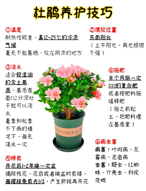 杜鹃花冬天怎么养(杜鹃花冬天怎么养要注意什么)-第6张图片-多多自然网 杜鹃花冬天怎么养(杜鹃花冬天怎么养要注意什么)-第6张图片-多多自然网