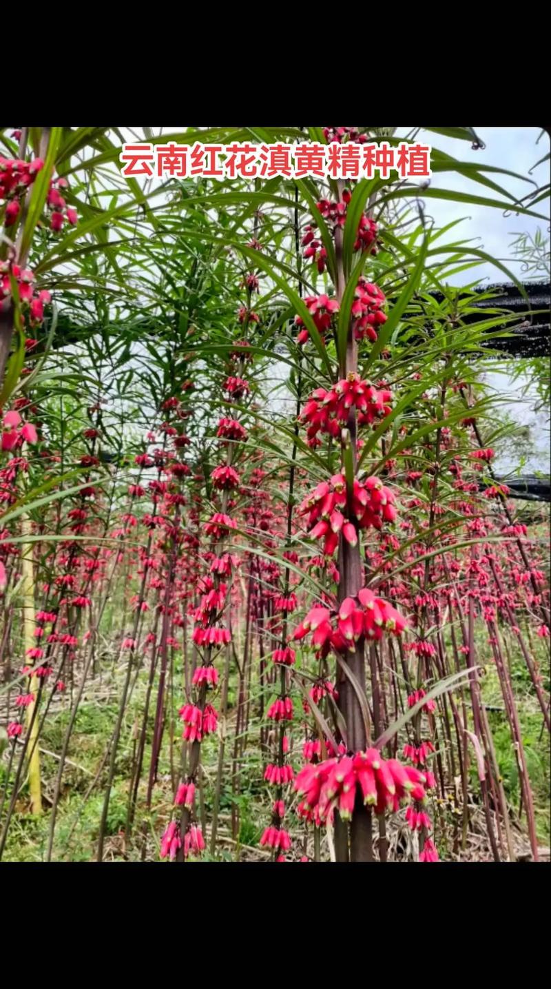 滇黄精的繁殖方式的简单介绍-第4张图片-多多自然网 滇黄精的繁殖方式的简单介绍-第4张图片-多多自然网