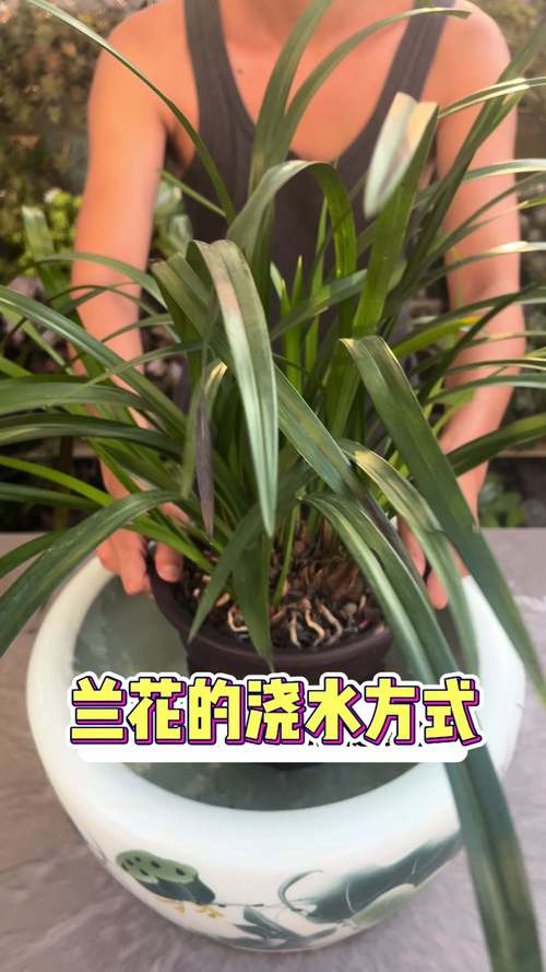 兰花浇水多久一次(兰花多久浇一回水)-第1张图片-多多自然网 兰花浇水多久一次(兰花多久浇一回水)-第1张图片-多多自然网
