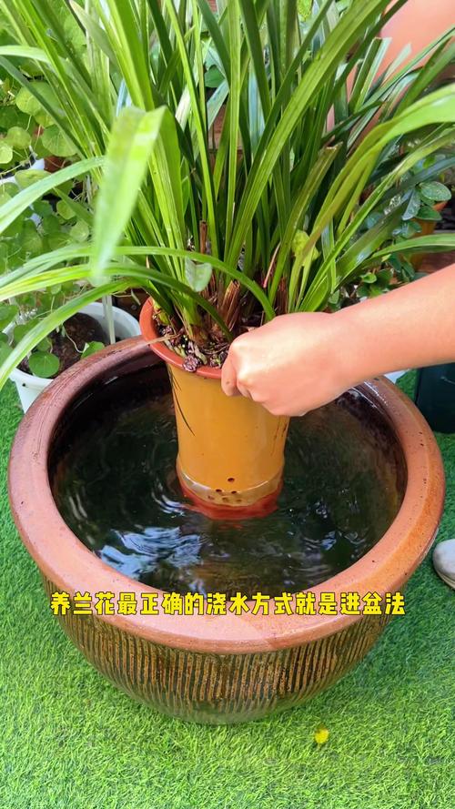 兰花浇水多久一次(兰花多久浇一回水)-第2张图片-多多自然网 兰花浇水多久一次(兰花多久浇一回水)-第2张图片-多多自然网