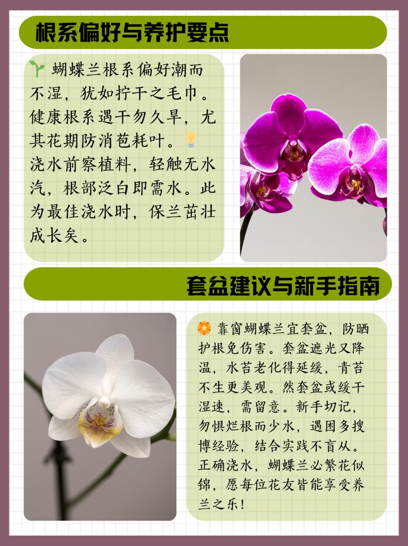 兰花浇水多久一次(兰花多久浇一回水)-第3张图片-多多自然网 兰花浇水多久一次(兰花多久浇一回水)-第3张图片-多多自然网