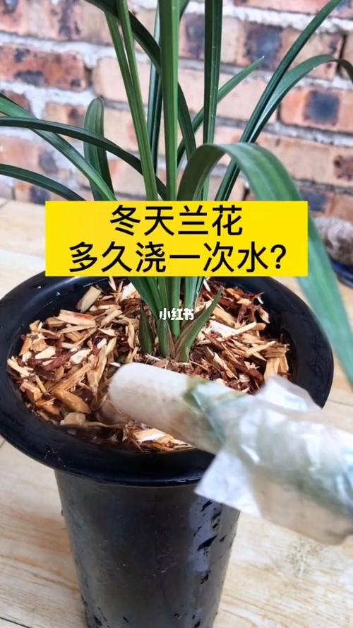 兰花浇水多久一次(兰花多久浇一回水)-第8张图片-多多自然网 兰花浇水多久一次(兰花多久浇一回水)-第8张图片-多多自然网