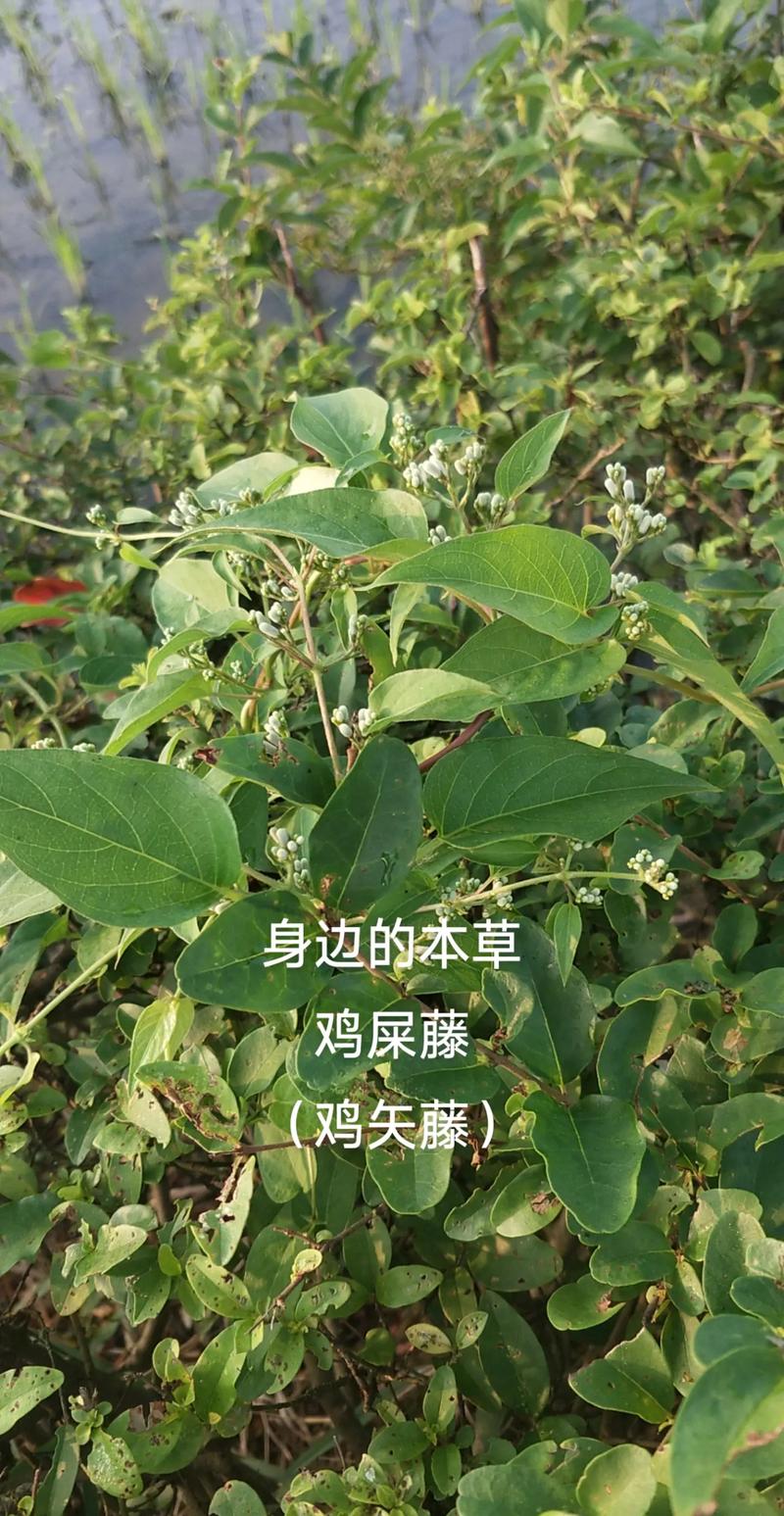 鸡屎藤的繁殖方法(鸡屎藤的繁殖方法视频)-第4张图片-多多自然网 鸡屎藤的繁殖方法(鸡屎藤的繁殖方法视频)-第4张图片-多多自然网