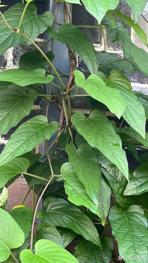 鸡屎藤的繁殖方法(鸡屎藤的繁殖方法视频)-第5张图片-多多自然网 鸡屎藤的繁殖方法(鸡屎藤的繁殖方法视频)-第5张图片-多多自然网