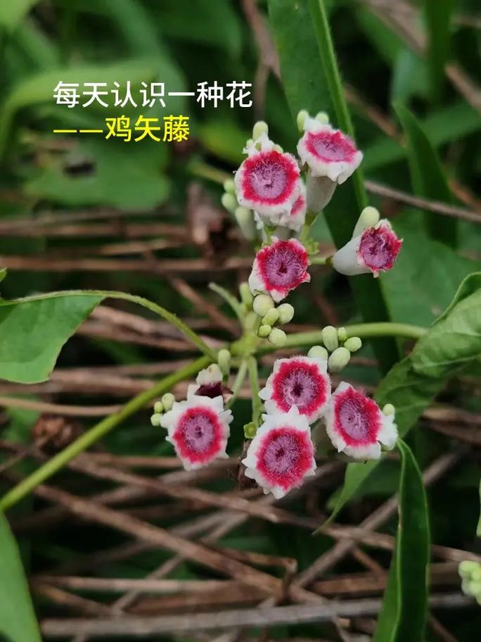 鸡屎藤的繁殖方法(鸡屎藤的繁殖方法视频)-第6张图片-多多自然网 鸡屎藤的繁殖方法(鸡屎藤的繁殖方法视频)-第6张图片-多多自然网